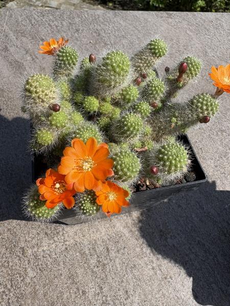 Rebutia pulvinosa
